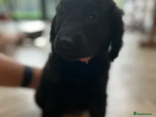 Labradoodle dogs Labradoodle puppies LAST 1 remaining! - Advert 3