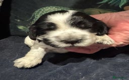 Cocker Spaniel dogs for sale: KC show cocker puppies black white blue roan - Image 5