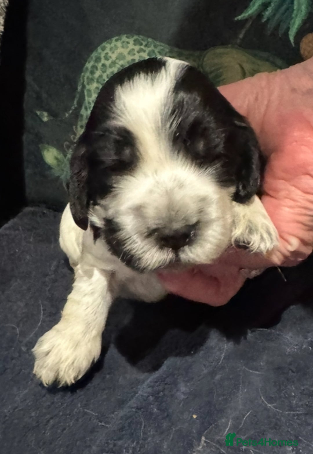 Cocker Spaniel dogs for sale: KC show cocker puppies black white blue roan - Image 5