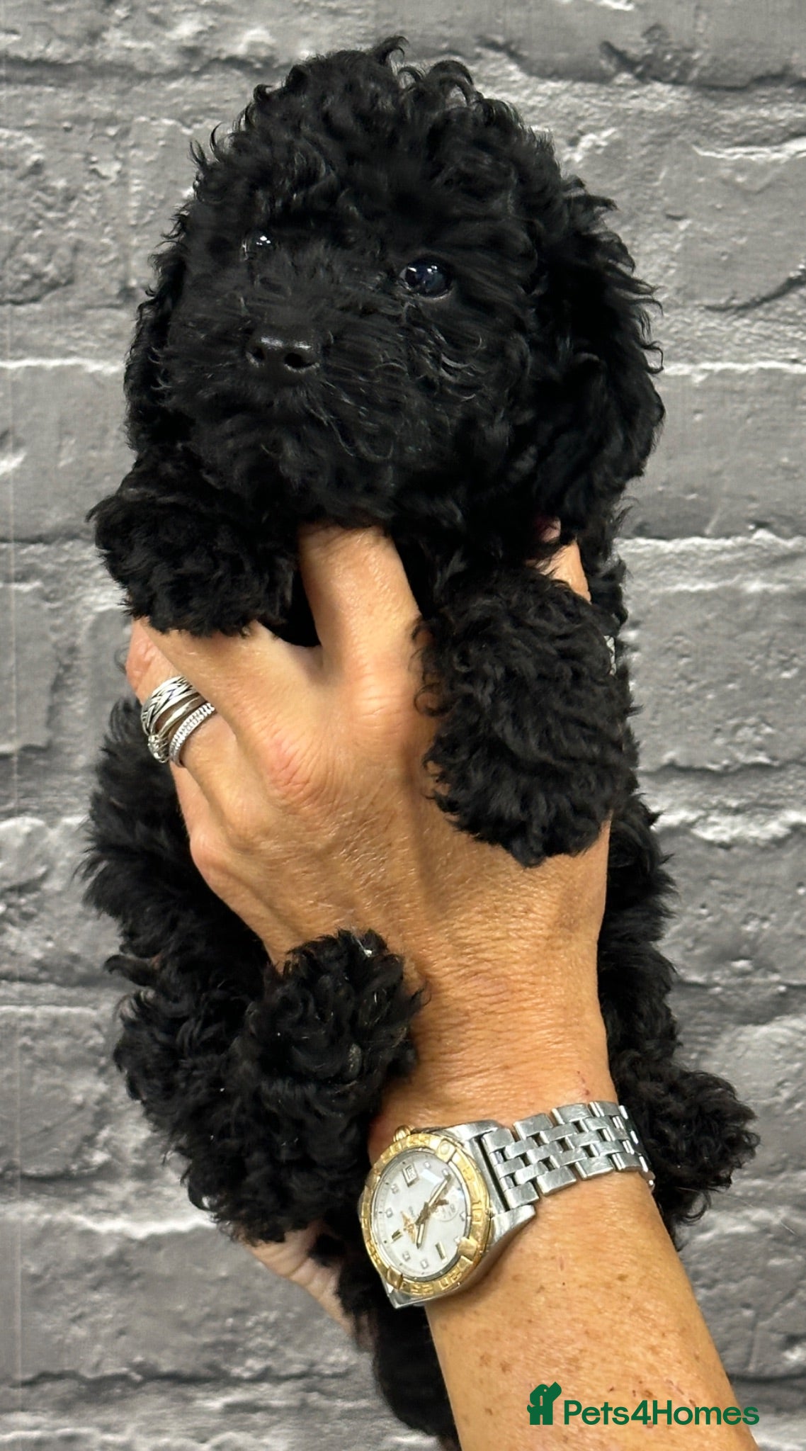 Miniature Poodle dogs STUNNING LITTER OF 6 BLACK MINIATURE POODLES - Advert 1