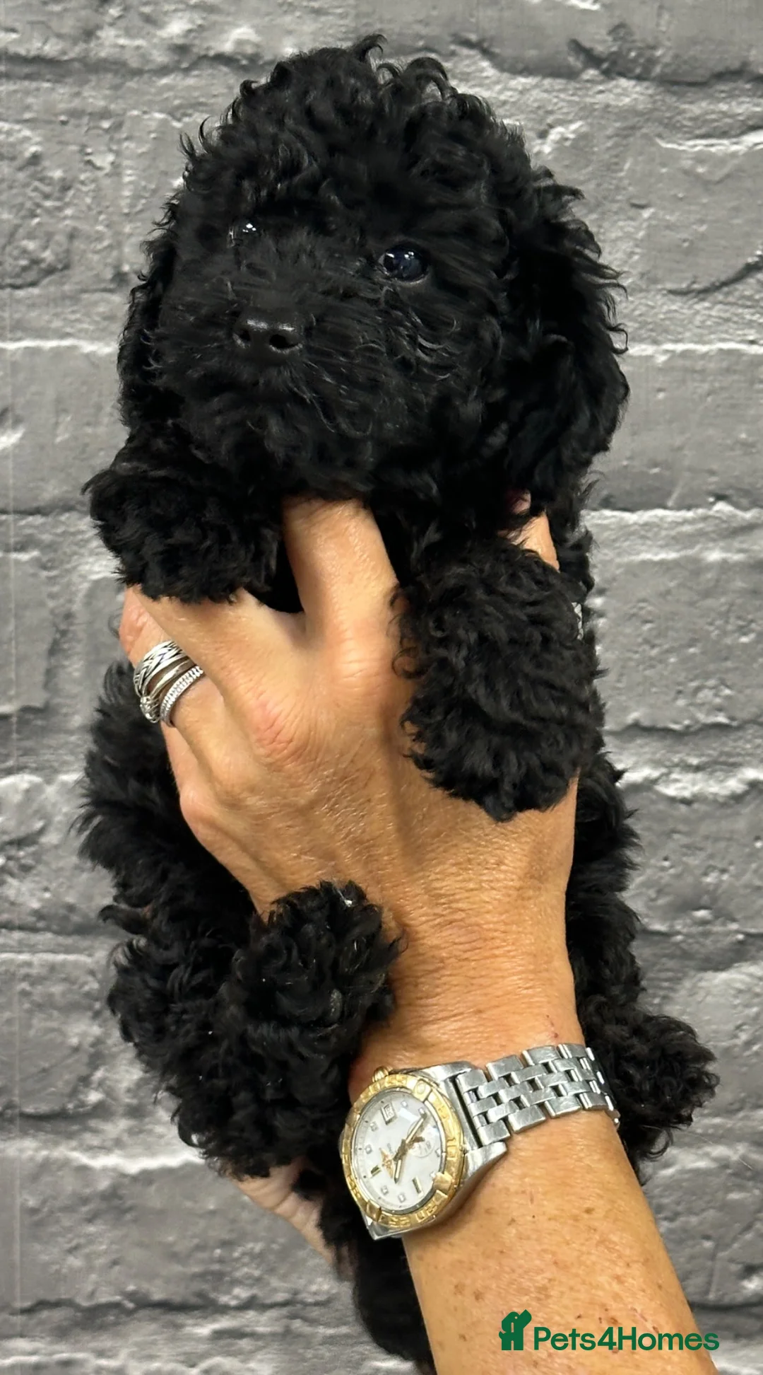 Miniature Poodle dogs for sale: STUNNING LITTER OF 6 BLACK MINIATURE POODLES - Advert 1