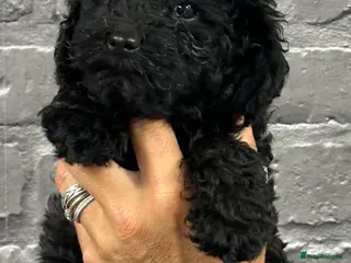 Miniature Poodle dogs for sale: STUNNING LITTER OF 6 BLACK MINIATURE POODLES - Advert 2