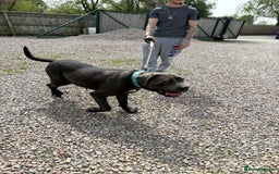 Cane Corso dogs for sale: Cane corsa  - Image 2