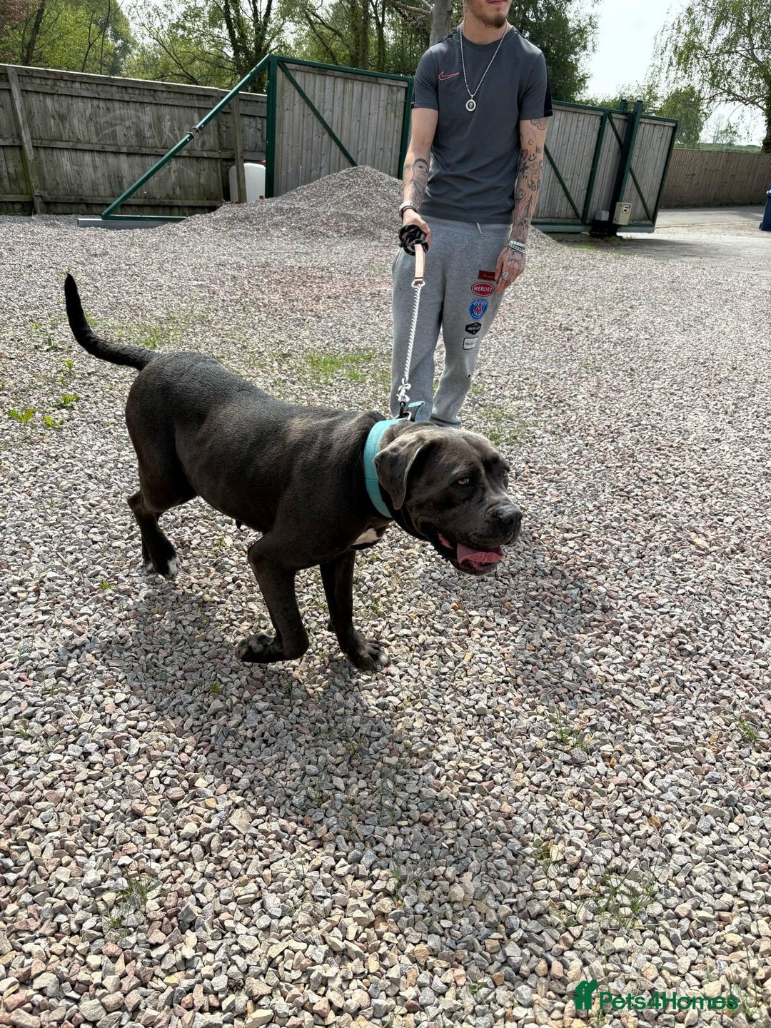 Cane Corso dogs for sale: Cane corsa  - Image 2