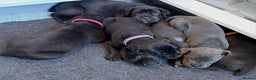 Cane Corso dogs for sale: Amazing Cane Corso puppies - Advert 3