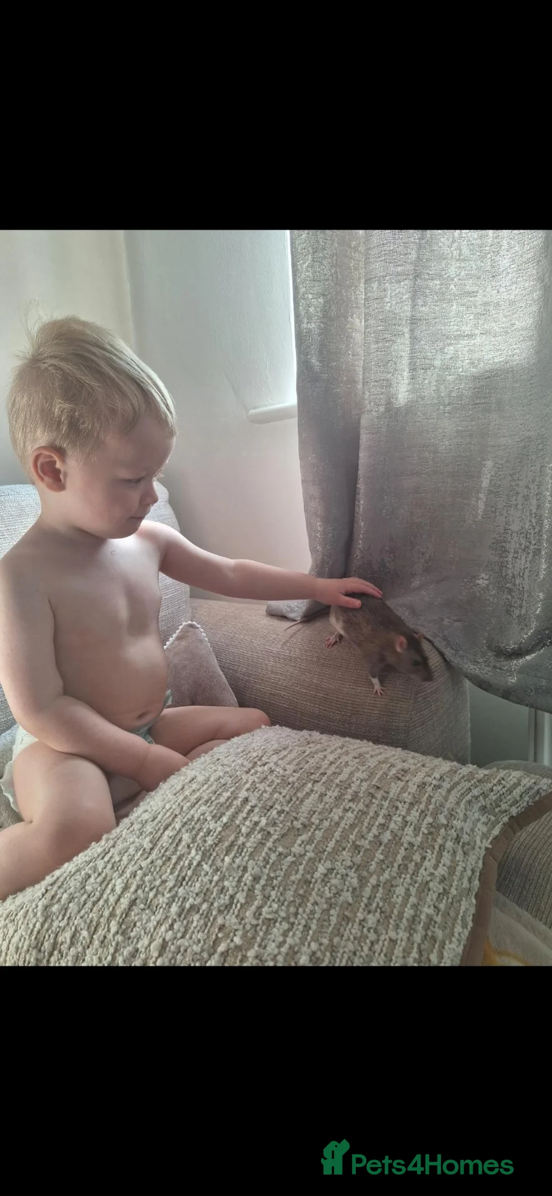 Rat rodents for sale: 2 male rats, lovely boys  - Advert 2