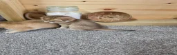 British Shorthair cats for sale: British Shorthair Golden Chinchilla Kittens - Advert 17