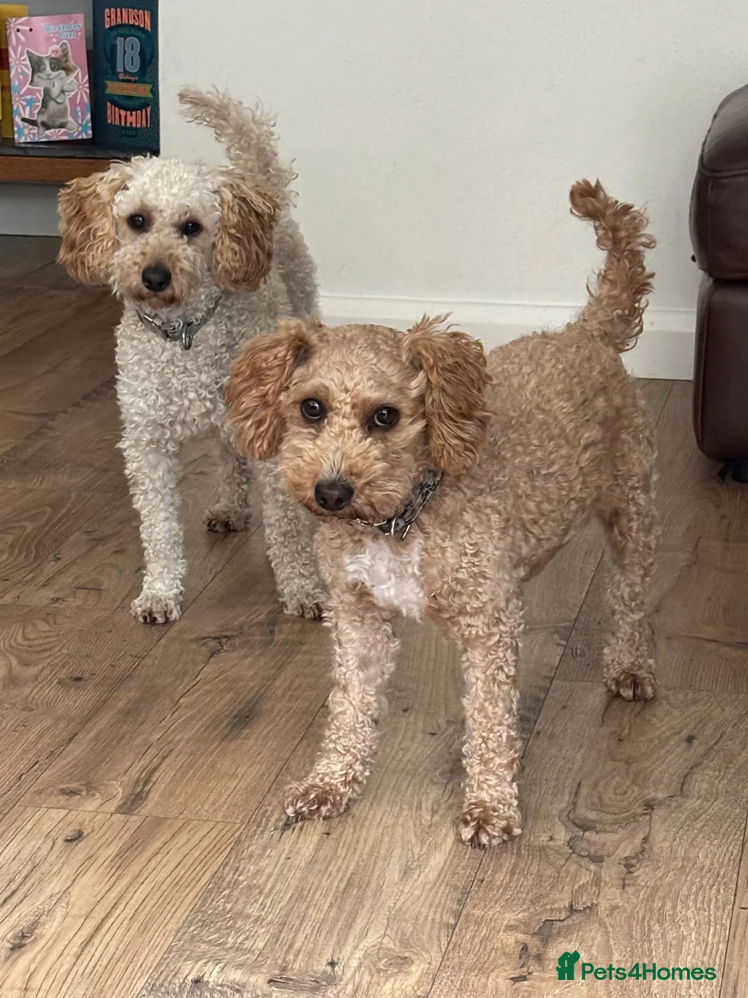 Cockapoo dogs for sale: Cockapoo puppies - Advert 6