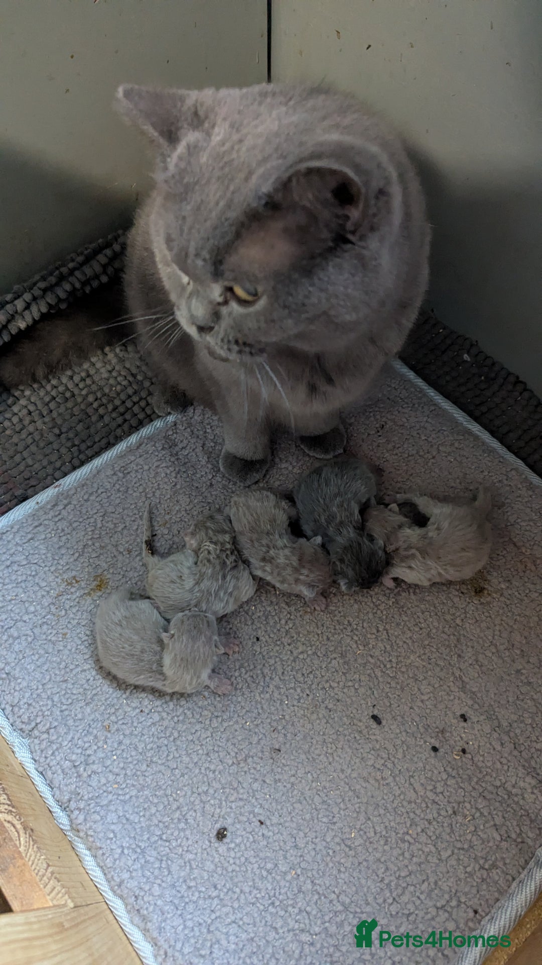 British Shorthair cats for sale: Stunning British Shorthair kittens boy and girl - Advert 2