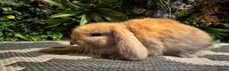 Mini Lop rabbits for sale: Superb pure bred mini lops available  - Advert 32