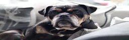 Old Tyme Bulldog dogs for sale: Old tyme bulldog puppies  in Hartlepool - Advert 1