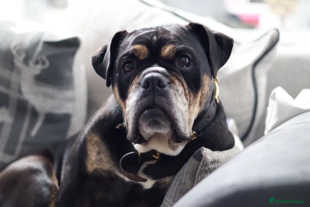 Old Tyme Bulldog dogs for sale: Old tyme bulldog puppies  in Hartlepool - Advert 1