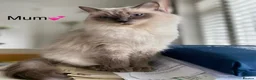 British Shorthair cats for sale: Beautiful GGCF British Shorthair X Ragdoll Kittens - Advert 4