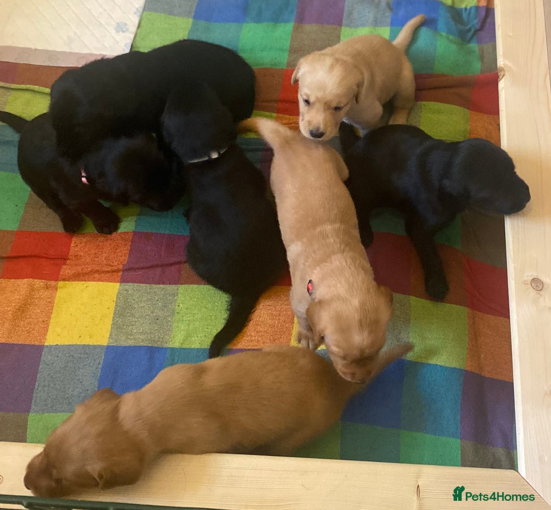 Goldador dogs for sale: 🐾7 Beautiful Labrador x Retriever Puppies🐾 - Advert 2