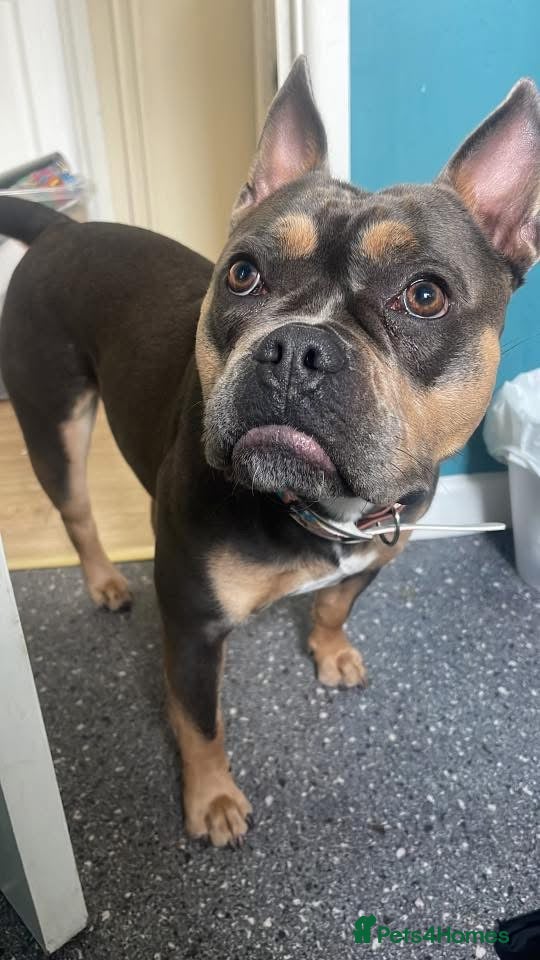 Mixed Breed dogs Frenchie x staffy  - Advert 4