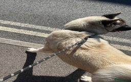 Akita dogs for stud: KUSH  - Image 2