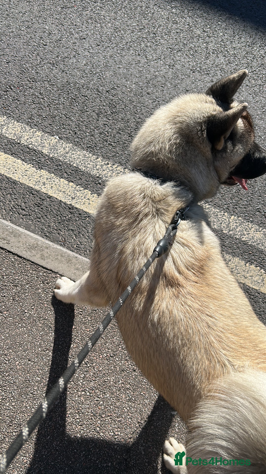 Akita dogs for stud: KUSH  - Image 2