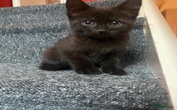Mixed Breed cats for sale: 4 Black + Black and white kittens for sale! - Image 9