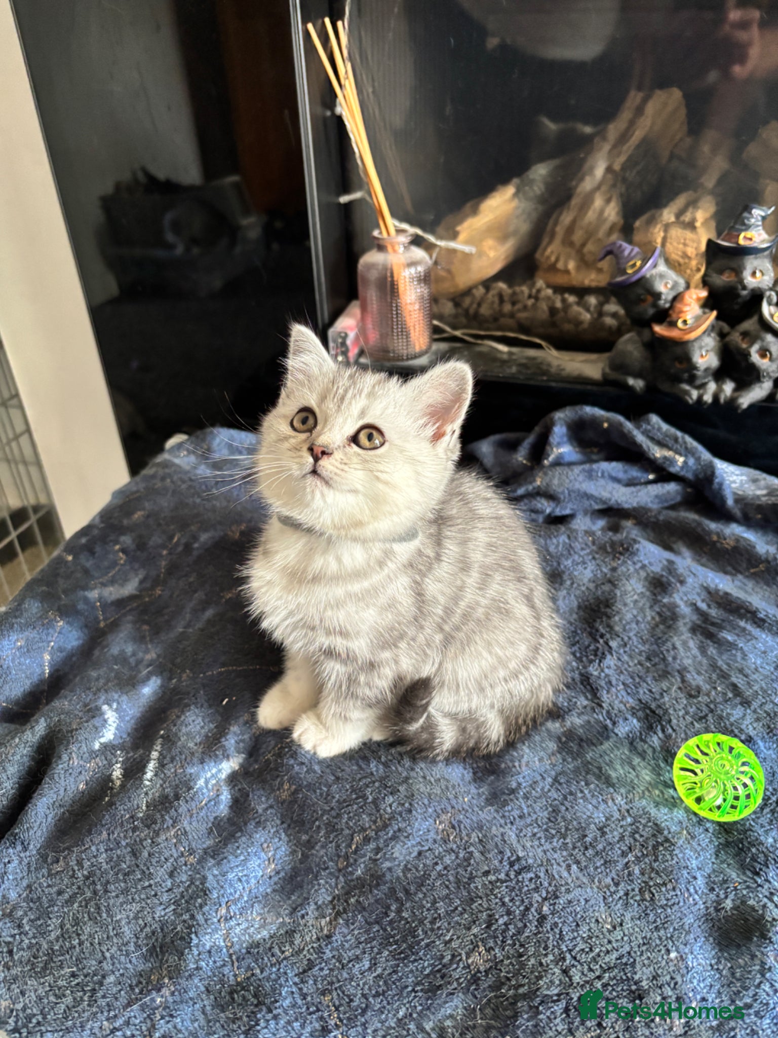 British Shorthair cats Tabby/spotted BSH kittens - Advert 4