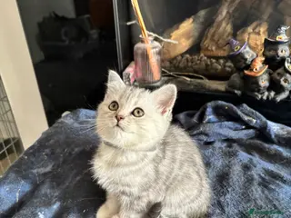 British Shorthair cats Tabby/spotted BSH kittens - Advert 4