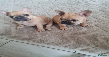 French Bulldog dogs - Advert 5