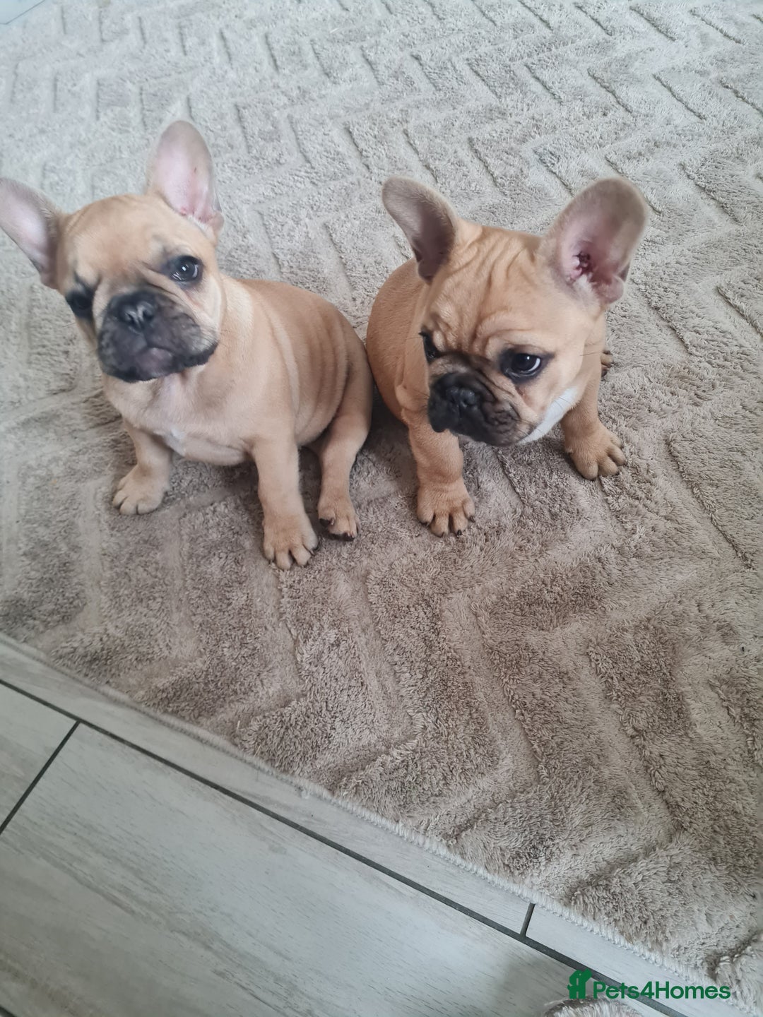 French Bulldog dogs for sale: Two fawn girl French bulldogs - Image 2