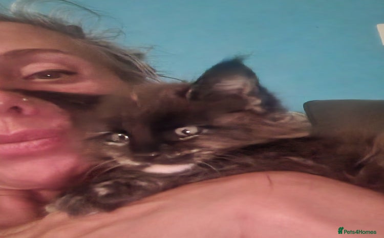 Maine Coon cats - Advert 3