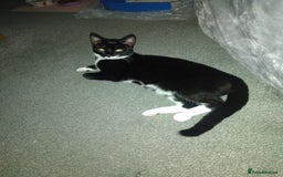 British Shorthair cats for sale: Short hair kitten for sale  - Image 2