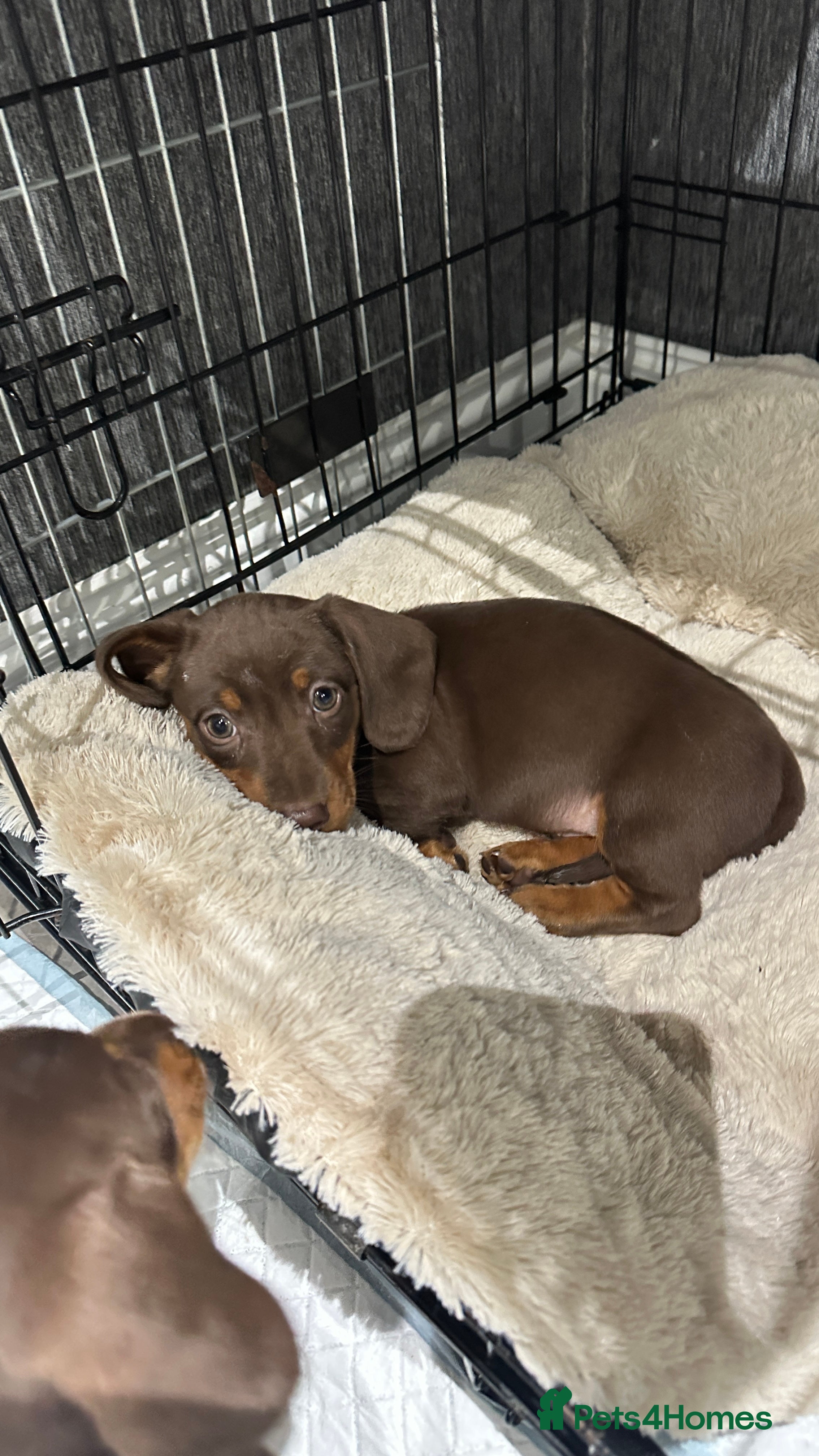 Miniature Dachshund dogs 🐾 Adorable Dachshund Puppies - 1 Boys Left - Advert 4