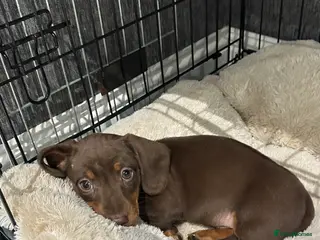 Miniature Dachshund dogs 🐾 Adorable Dachshund Puppies - 1 Boys Left - Advert 4