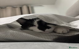 Domestic Shorthair cats for sale: Kitten up for adoption  - Image 3