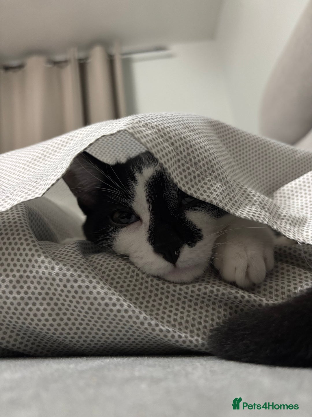 Domestic Shorthair cats for sale: Kitten up for adoption  - Image 3