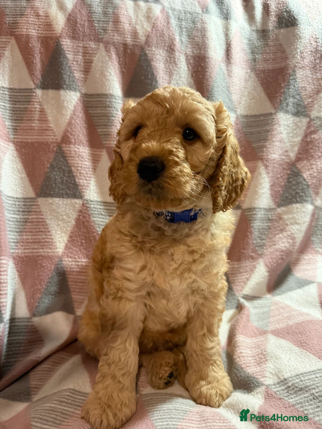 Labradoodle dogs for sale: Exceptional F1BB Labradoodle Puppies - Home Raised - Advert 28