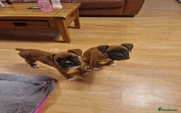 Boxer dogs for sale: FINAL PUP (PINK), READY TO GO KC reg bobtail boxer - Advert 3