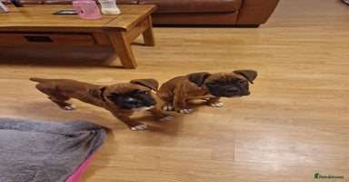 Boxer dogs 2 PUPS LEFT, READY TO GO KC reg bobtail boxer pups - Advert 4