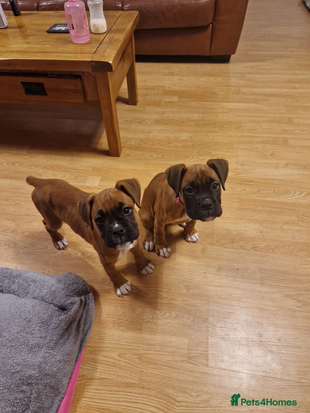 Boxer dogs for sale: FINAL PUP (PINK), READY TO GO KC reg bobtail boxer - Advert 3
