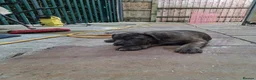 Cane Corso dogs for sale: ICCF Registered 🧬🏆 Cane Corso pups. - Advert 26