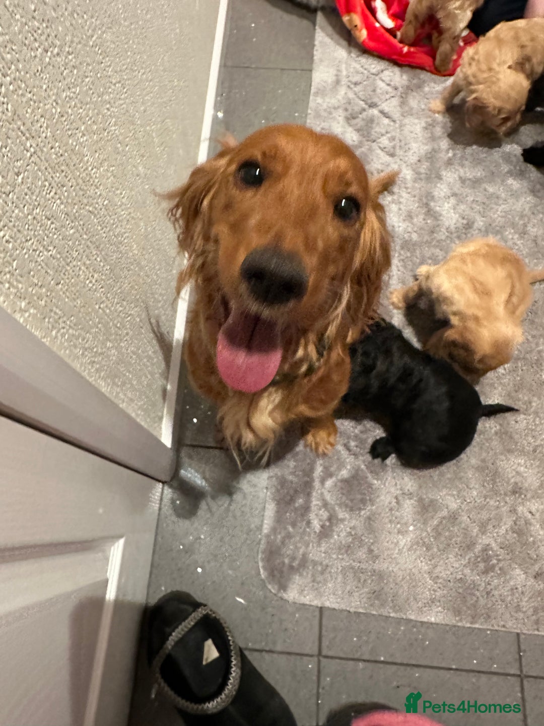 Cockapoo dogs for sale: Adorable beautiful f1 cockerpoo pups - Advert 21