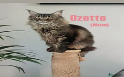 Maine Coon cats for sale: Affectionate Pure Breed Mainecoon Kittens - Image 20