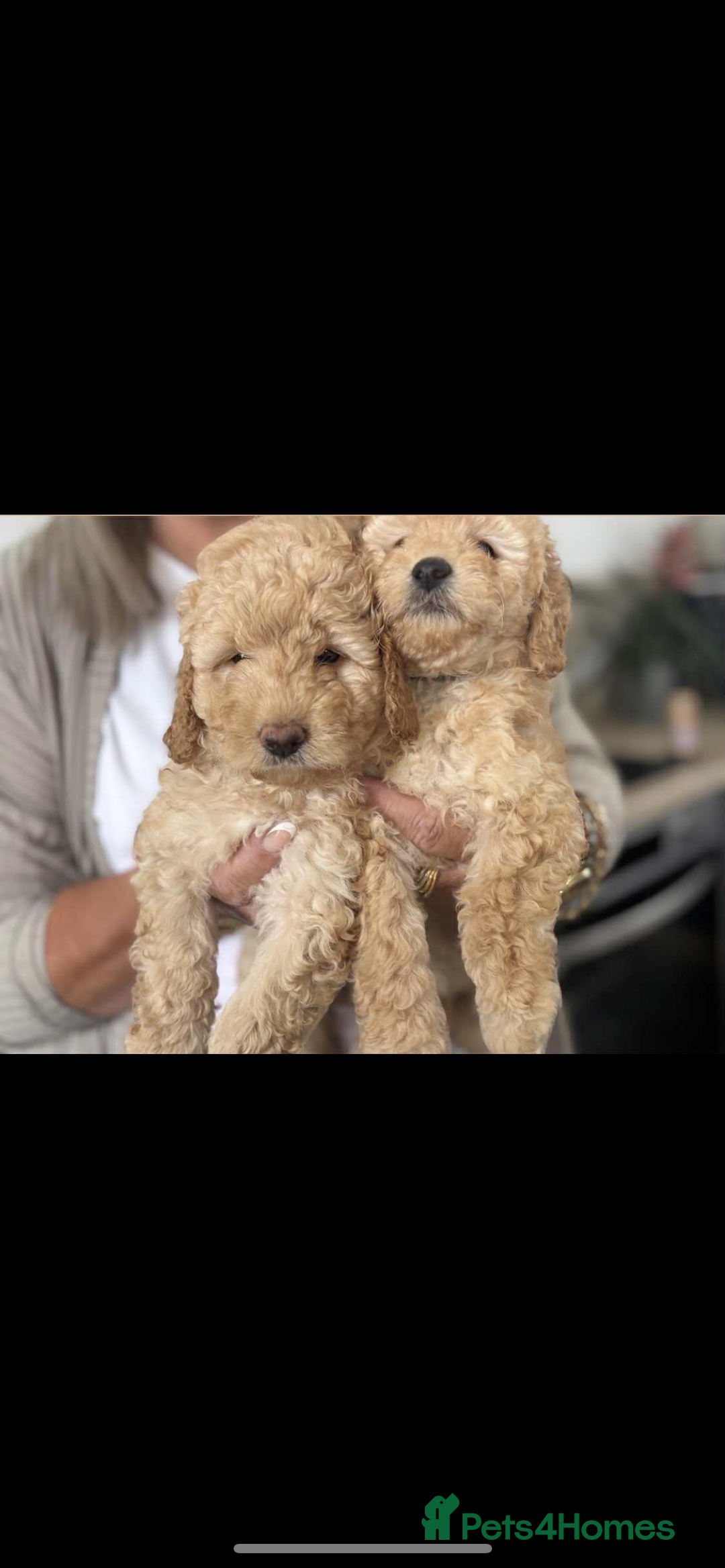 Labradoodle dogs for sale: Labradoodle puppies  - Image 3