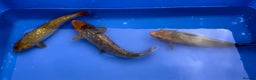 Koi Carp fish for sale: Huge selection of Japanese Koi for sale - Advert 9