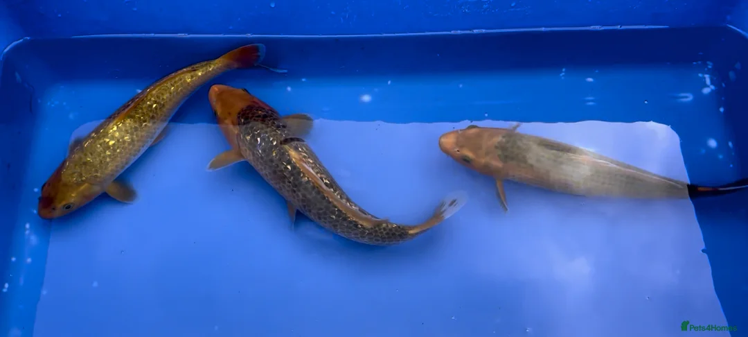 Koi Carp fish for sale: MASSIVE WINTER KOI SALE - 50% off - Advert 10