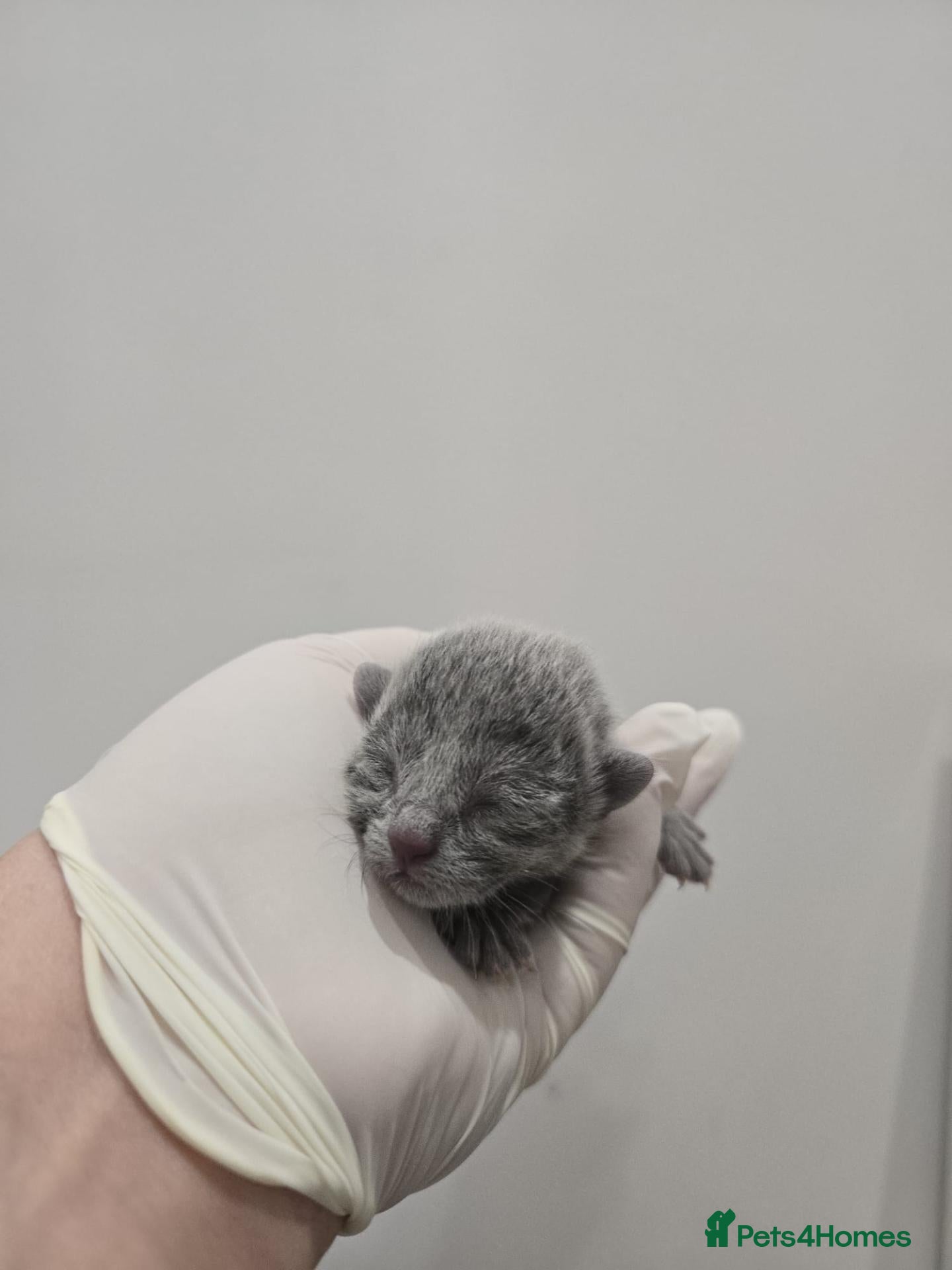 Russian Blue cats 🏆 Premium Russian Blue Kittens 🏅 - Advert 2