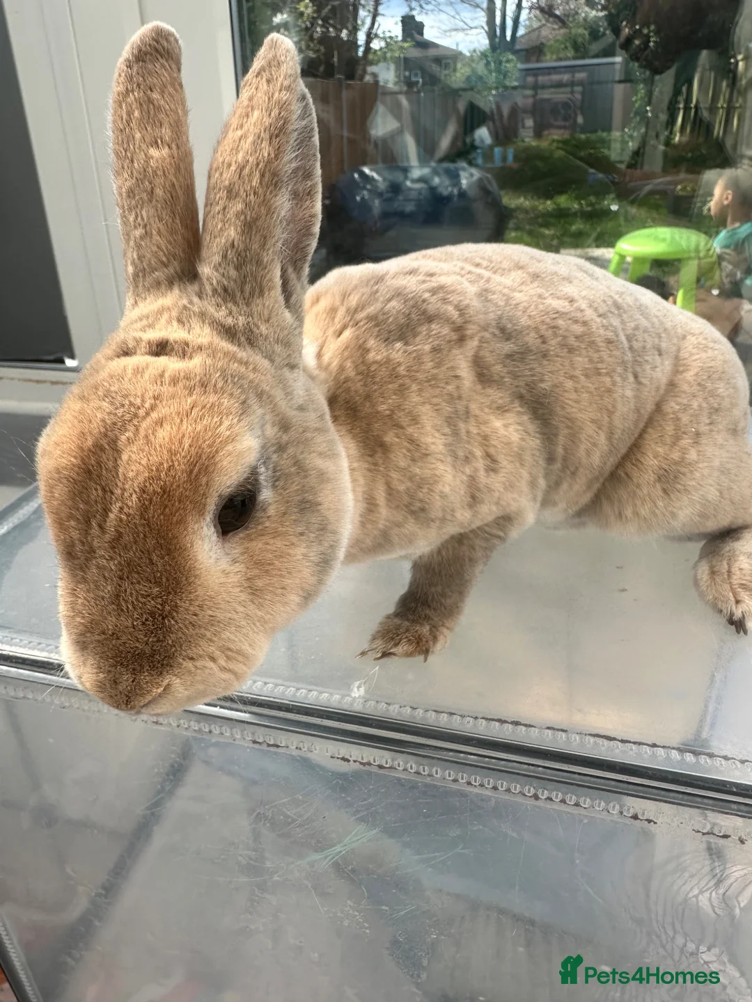 Rex rabbits for sale: 4 mini rex rabbits for sale - Advert 5