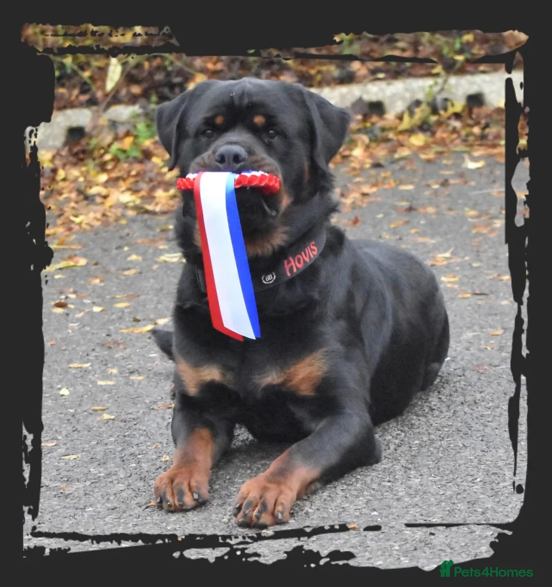 Rottweiler dogs for stud: Rottweiler DNA health tested,,EYE SCANNED  in Wellingborough - Advert 6