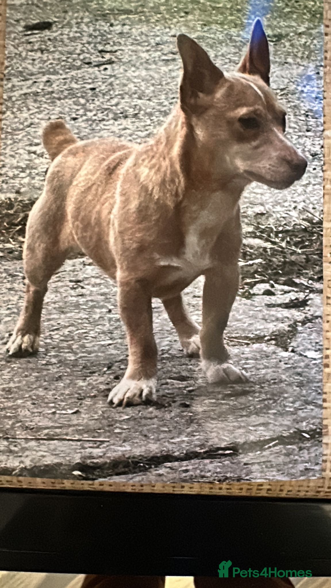 Jack Russell dogs Stud proven health checked - Advert 2