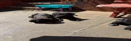Cane Corso dogs for sale: Cane Corso for Sale- 4 girls&1Boy - Advert 6