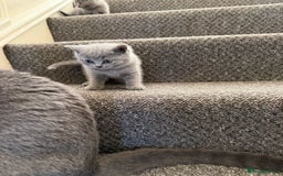 British Shorthair cats for sale: British shorthair - Image 11