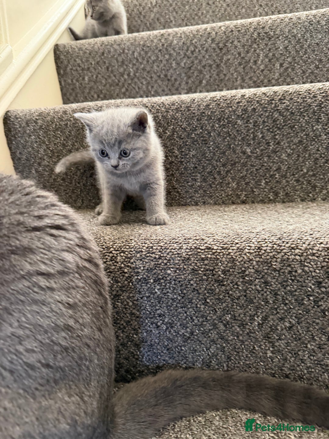 British Shorthair cats for sale: British shorthair - Image 11