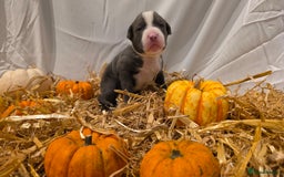 Mixed Breed dogs for sale: 12 beautiful puppies - Image 6
